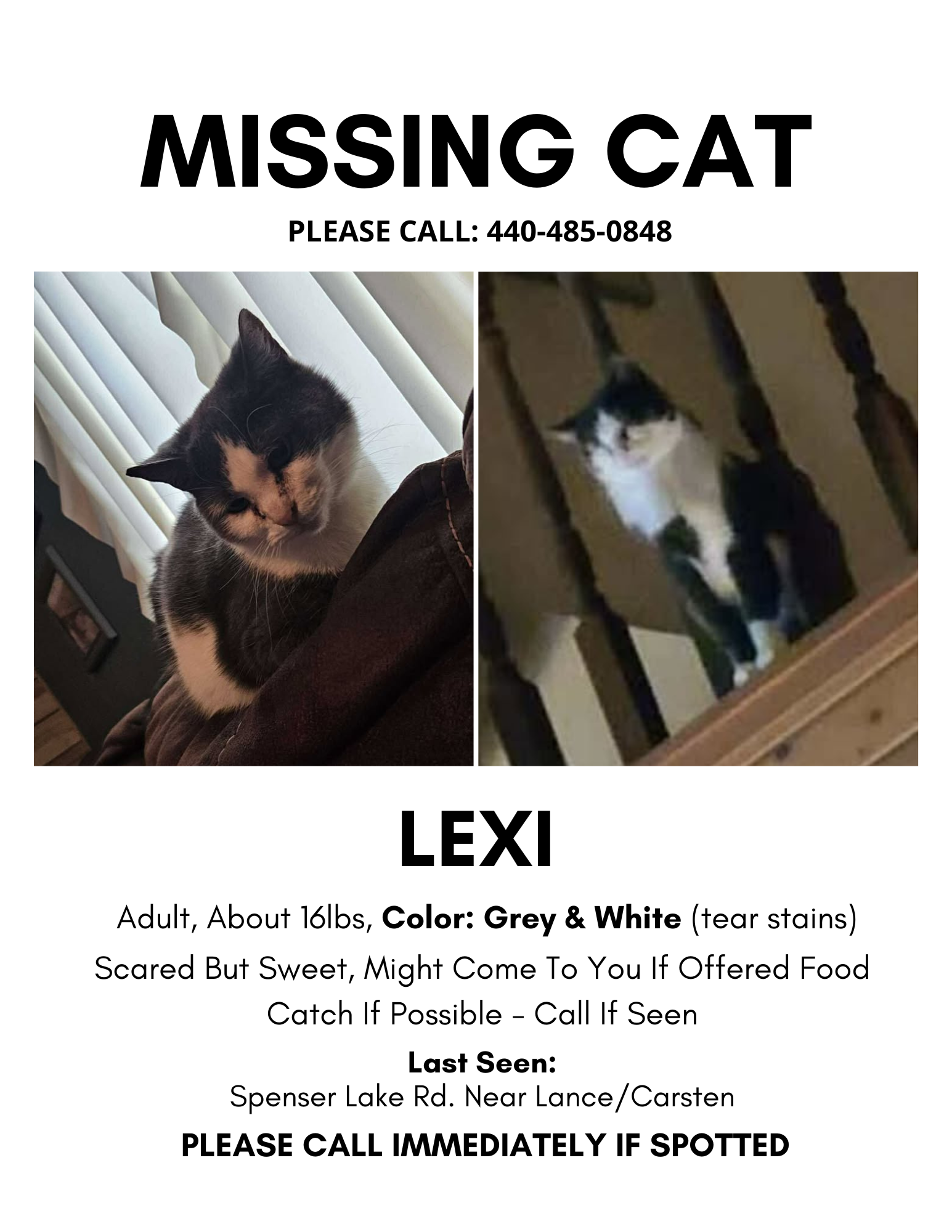 Missing Cat Flyer